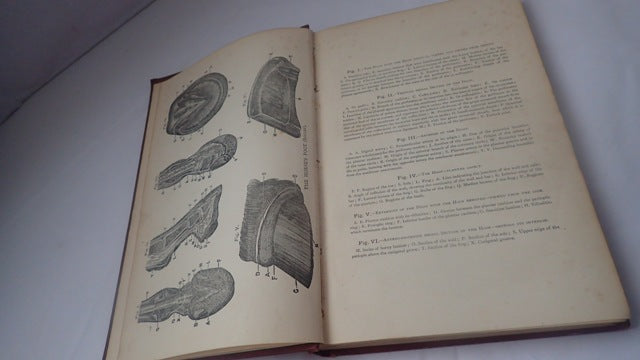 033681_3.JPG
